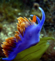   spanish shawl back side Santa Cruz Island Ca. Channel Islands Ca  
